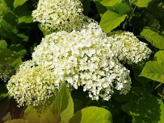 Hydrangea arborescens 'Annabelle' - Záhradníctvo Čambor