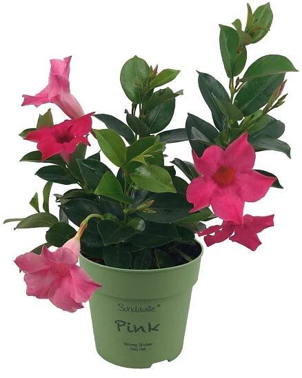 Gartenbau Dipladénie (Mandevilla sanderi) keř červená cca pr. 12 cm nakoupit u OBI