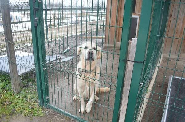 Další várka pomoci míří k psům. Vánoční dárek od čtenářů Blesku dostaly Dočasky De De, Voříškov a ForDogs