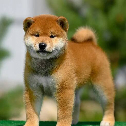 SHIOMARU ALL ABOUT YOU. SHIOMARU Shiba and Akita Inu Kennel