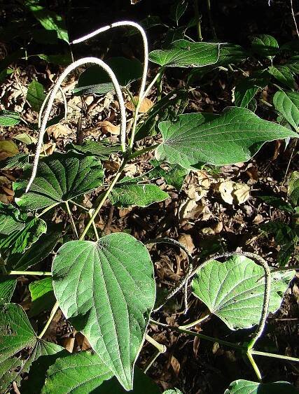 Piper marginatum