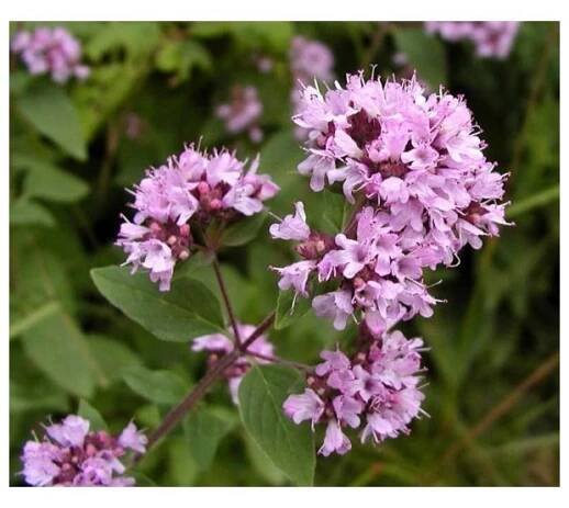 Oregáno, dobromysl - Origanum vulgare - semena oregána 0,2 g, 1 600 ks