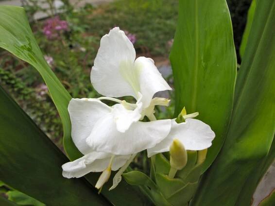 perennials | pbmGarden