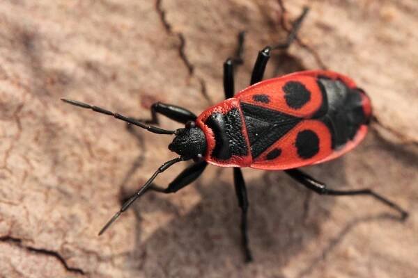 ruměnice pospolná (Pyrrhocoris apterus)