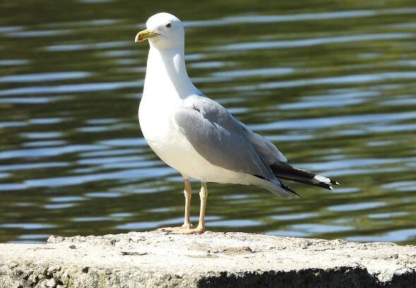Racek bělohlavý (Larus cachinnans)