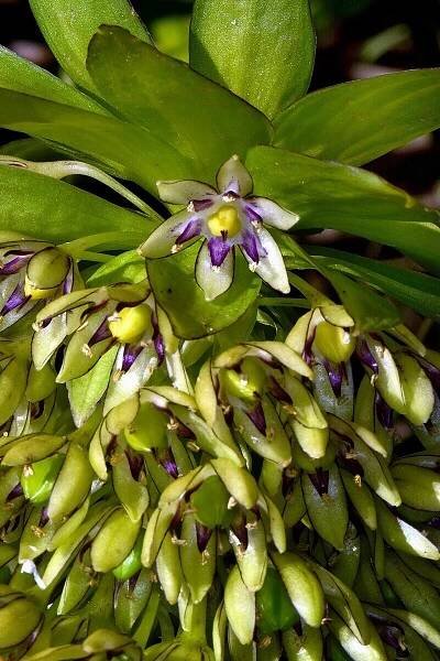 Obrázek - Eucomis bicolor (chocholatice dvoubarvá) | BioLib.cz