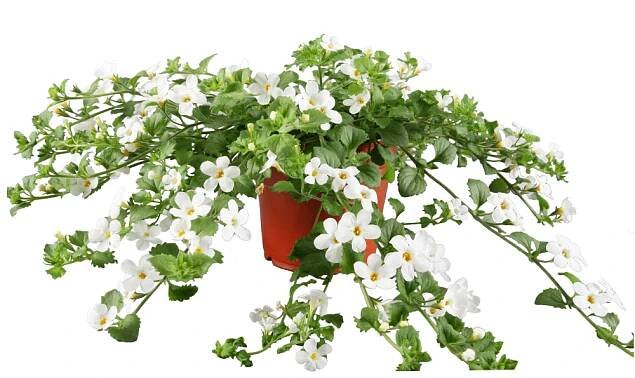 Jarní sortiment | CZ-FLORA odbytové družstvo