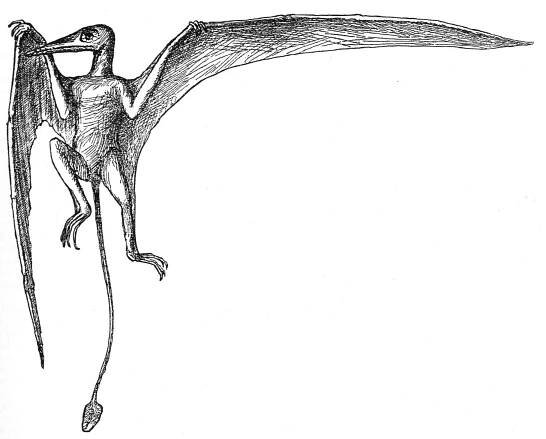 Soubor:Ramphorhynchus reconstruction Zittel 1882.jpg – Wikipedie