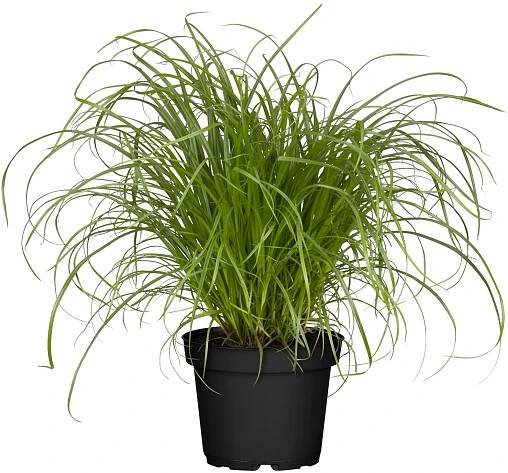 Landgard Šáchor střídavolistý (Cyperus alternifolius) "Zumula" 10-20cm, pr. 11cm nakoupit u OBI