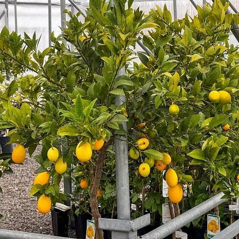 Limequat ´EUSTIS´| 120-150 cm| zahradnici.sk 