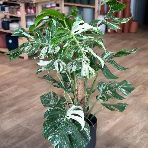 Monstera deliciosa ‘Albo-Variegata’ na tyči
