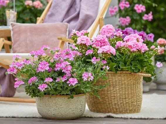 Pelargonie