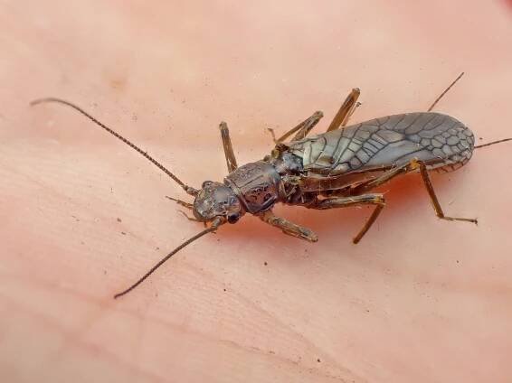 Megarcys subtruncata