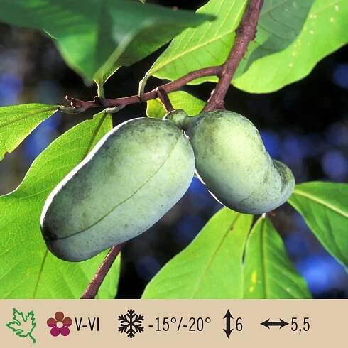 Asimina triloba (Pawpaw)