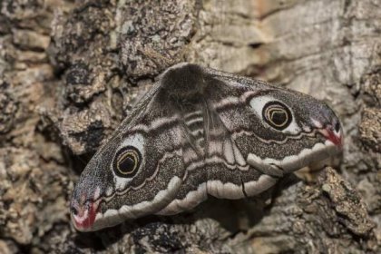 Lepidoptera_Saturnia pavonia_Tres Figos_13_03_2019_Rui Felix_DSC_4104