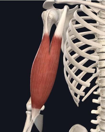 Right Biceps Brachii Muscle