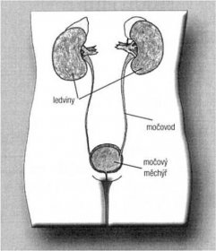 Moč je do močového měchýře přiváděna z ledvin dvojicí trubiček - močovodů, z močového měchýře je pak vyprazdňována močovou trubicí.