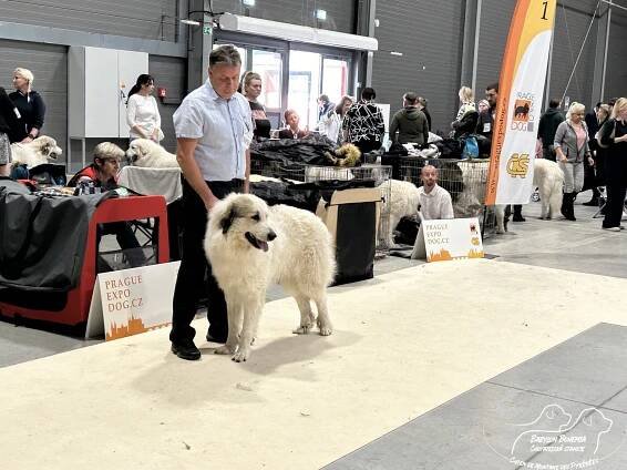 PRAGUE EXPO DOG PRAHA TRIO CACIB – 30.11. 2024 - BABYLON BOHEMIA