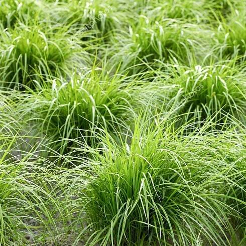 Price: €2.5 - Semena Šáchor jedlý (Cyperus esculentus) - 