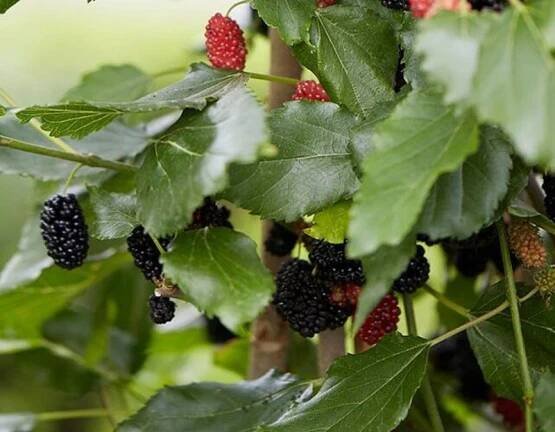 Morušovník černý 'Mojo Berry' - Morus nigra 'Mojo Berry'