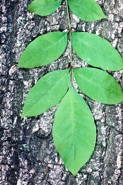 Soubor:Fraxinus pennsylvanica.jpg – Wikipedie