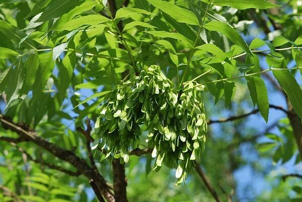Gemeine Esche (Fraxinus excelsior)