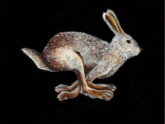 Davis Mountain Cottontail (Sylvilagus robustus- SGCN) - Giddyup Art Studio