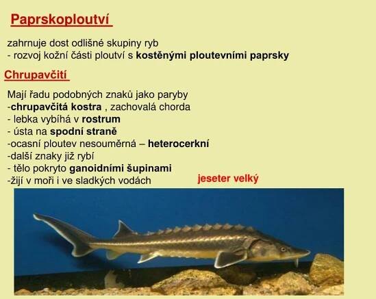 PPT - Strunatci PowerPoint Presentation, free download - ID:4342680