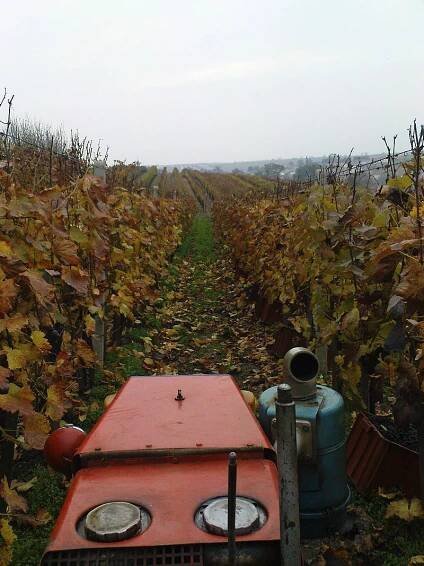 Čejkovice u Hodonína - počasí, ubytování, foto, obrázky, info, výlety, památky a zajímavosti