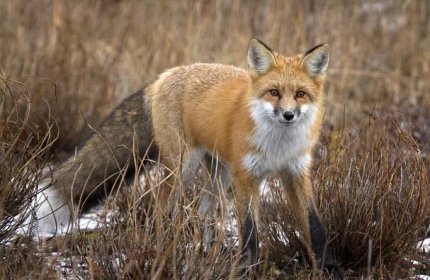 liška obecná - manitoba kanada - stock snímky, obrázky a fotky