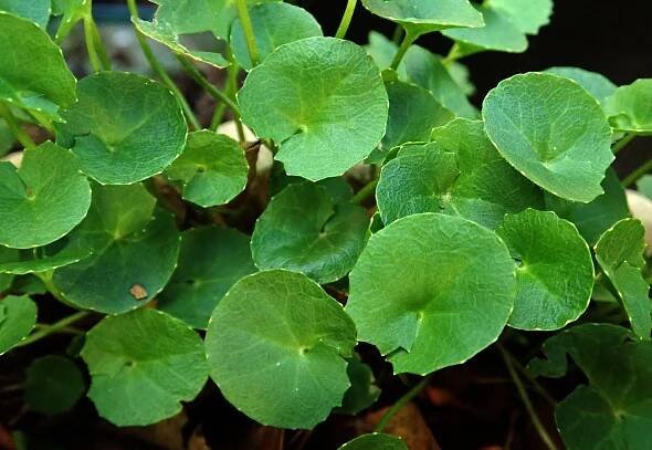 Jak pěstovat zázračnou gotu kola a proč by v zimě neměla chybět nikomu z nás v domácnosti