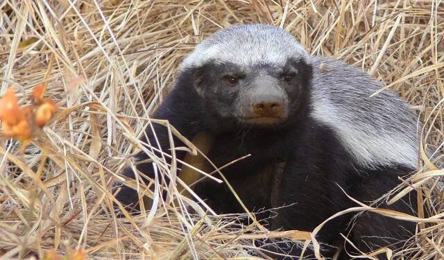 Ratel (Honey Badger) - Facts, Diet & Habitat Information