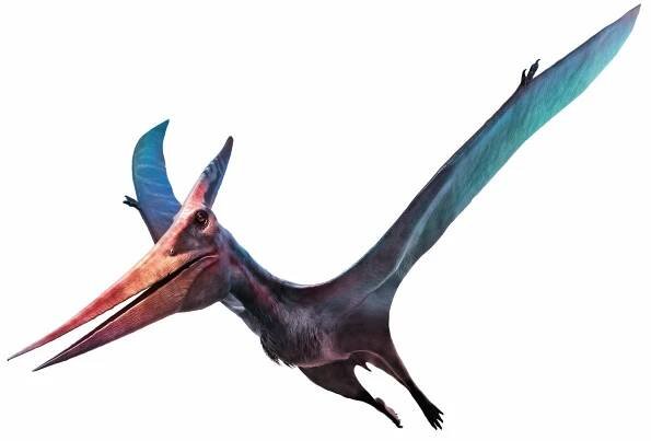 Pteranodon: rod vymřelých létajících ptakoještěrů