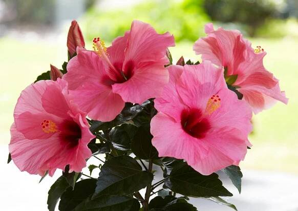 How to care for and prune Chinese hibiscus