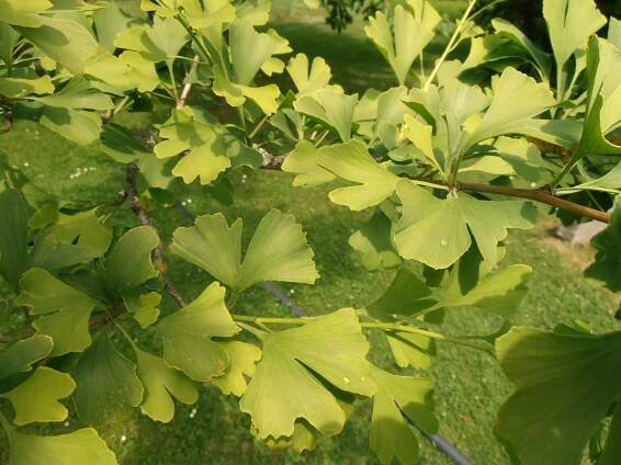Salvia Paradise Ginkgo biloba 60 cps.