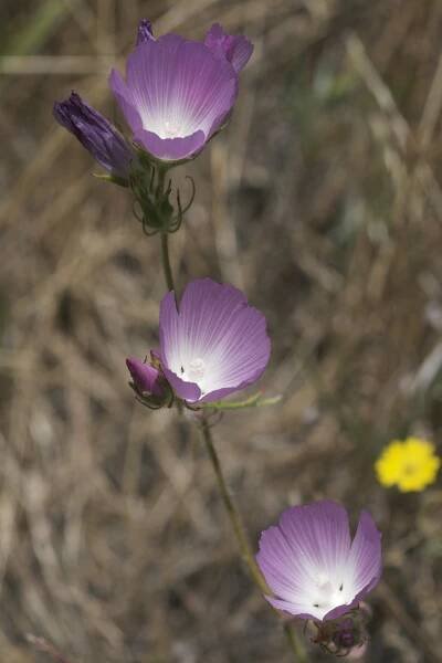 Sidalcea diploscypha