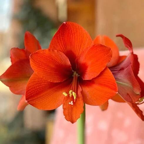 Hvězdník Naranja – Hippeastrum – cibule – amarylka pěstování