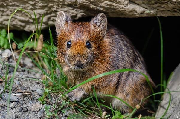 Royle's pika