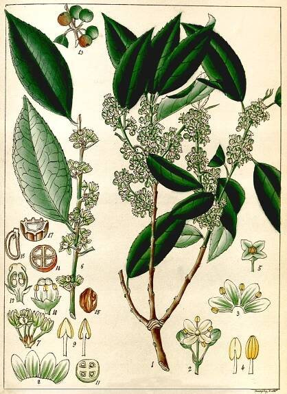 Angiosperm families - Aquifoliaceae Bartl. 