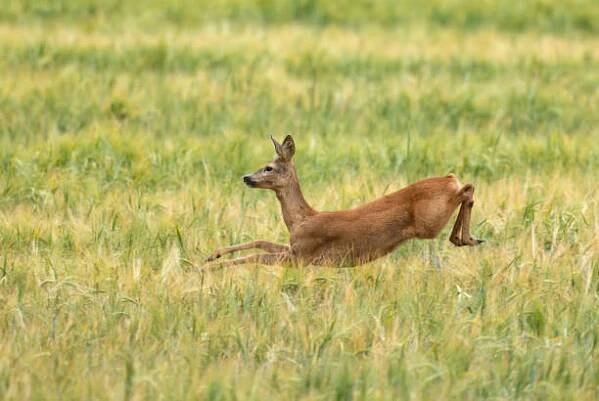 samice srnce (capreolus capreolus) - srna - stock snímky, obrázky a fotky