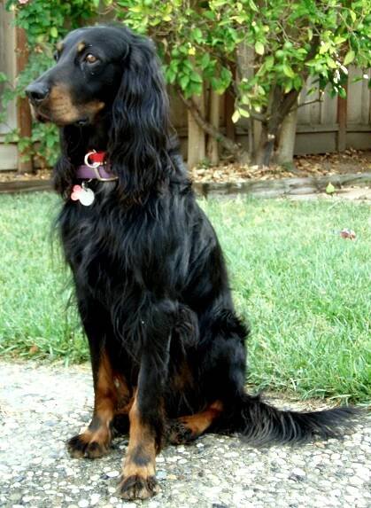 Gordon setter
