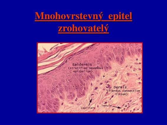 PPT - Organológia náuka o orgánoch a orgánových sústavách PowerPoint Presentation - ID:721800
