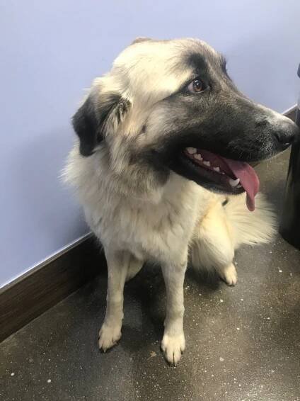 Meet Our Dogs | Dog Boarding Kennel near Chattanooga and Cleveland Tennessee