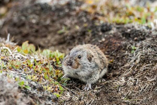 sibiřský hnědý lemming (lemmus sibiricus) je druh hlodavců v rodině cricetidae. feedin na trávě na ostrově wrangel, chukotka autonomous okrug, rusko - lumík - stock snímky, obrázky a fotky
