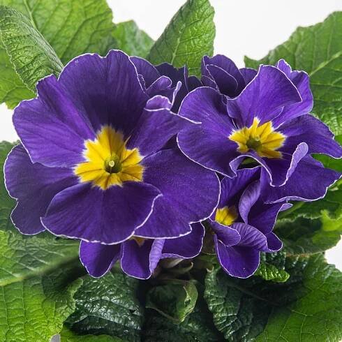 Prvosenka bezlodyžná, Primula acaulis, modrá skladem | ZAZUMi.cz