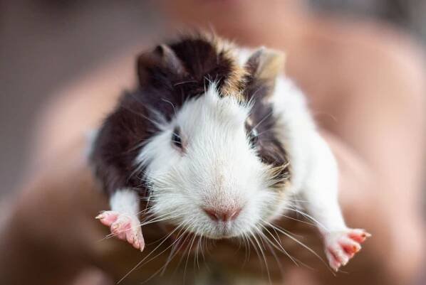 Základová fotografie na téma bílé vousky, cavia porcellus, cavy, černé pozadí, černobílý, chlupatý mazlíček, domácí mazlíček