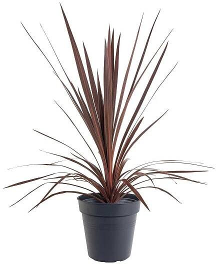 Dračinka, Cordyline australis Red Star, obal 17 cm, skladem