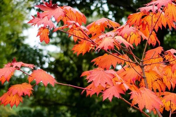 Everything You Need To Know about Emperor Japanese Maple Trees