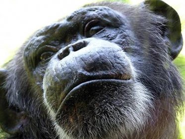 Proč budou šimpanzi napadat člověka