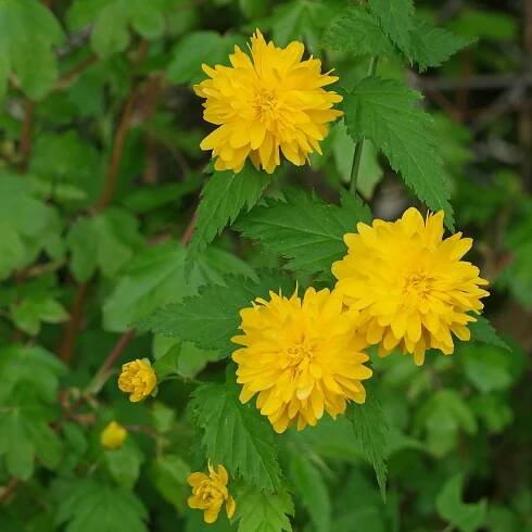 Zákula japonská PENIFLORA